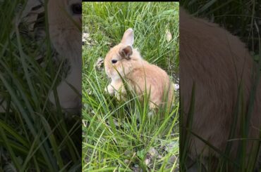 #rabbit #mycuterabbit #cute #bunny #pets #animals #funny #cuteanimals #happy #rabbitbreeds