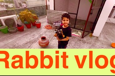 Rabbit vlog | rabbit baby | rabbit baby care | white rabbit baby | cute rabbit baby