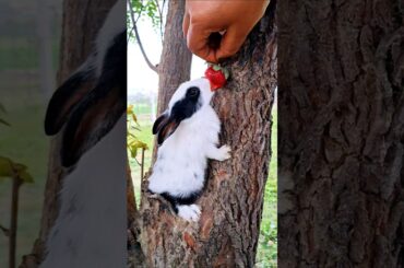 cute bunny alive eating strawberry like eat , cute pet .