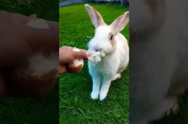 #rabbit #cute #bunny #pets #animals #shortvideo #rabbitbreeds #pet #mycuterabbit #animal