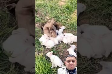 Cute Baby Rabbit Reaction Videos That Will Make You Smile