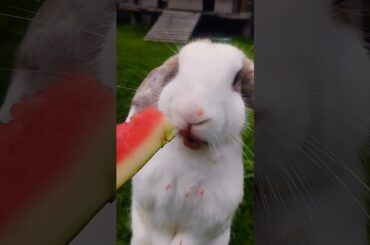#rabbit #cute #bunny #pets #animals #kelinci #kelincilucu #shortvideo #rabbitbreeds