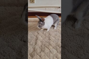 The way the rabbit shakes its head is very cute.