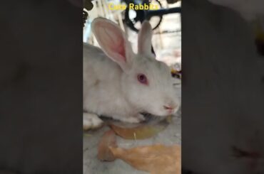 Cute Rabbits #cuteanimal #cute #mycuterabbit #bunny #cutebunny #cutepet #pets #anmals