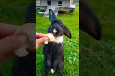 #rabbit #pets #cute #bunny #cuteanimals #kelinci #kelincilucu #shortvideo #rabbitbreeds #pet