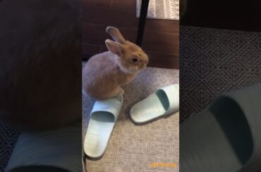 standing up #bunny #rabbitbreeds #rabbit #mycuterabbit #pets #cute #cuteanimals #smartrabbits #funny