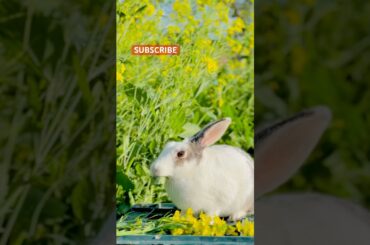 Little Rabbit eating cherries: Cute pet debut plan #cute #rabbit #bunny #ytshorts