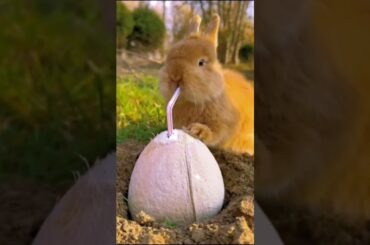 Cute brown rabbit drink coconut juice Cute Rabbit Cute pet debut plan Rabbit Pastoeal Cute pet