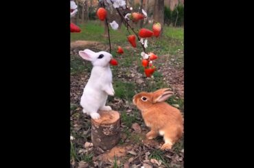 Little rabbits chirps eats strawberries cute pet, rabbit, cute little pastoral pet #trending #shorts