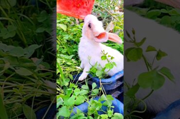 The cute bunny eating watermelon, and he achieved for that .