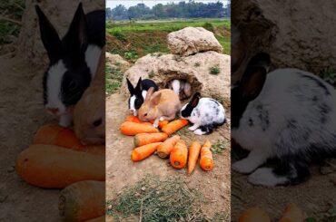 cute rabbit eating at the home garden, fresh carrots. all bunny achieved carrots party.