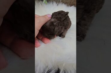 Cutest Baby Mini Plush Lop #plush #bunny #rabbit #babybunny #cute #pets #plushies #plushloprabbitry