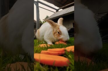 the little rabbit eating carrot #rabbit #cute #cuteanimals #pets #bunny #shortvideo #carrot #pet