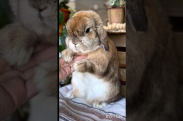 cute bunny #animals #lovers #cute #shorts #youtubeshorts
