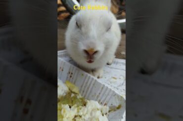 Cute Rabbits #rabbitbre#animal  #cuteanimal #bunny #mycuterabbit #cutebunny utepet #cutepet #pets #