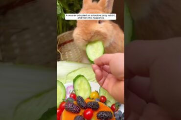 A woman adopted an adorable baby rabbit, and then this happened #animalshorts #animalrescue
