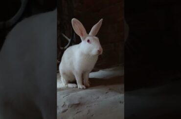 #cuterabbit #eatinggras #rabbitbreeds #pet #petrabbit #khargosh #viralvideo #pet #cute #rabbit #baby