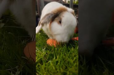 #cute #rabbit #animals #pets #cuteanimals #shortvideo #rabbitbreeds #pet #bunny #mycuterabbit