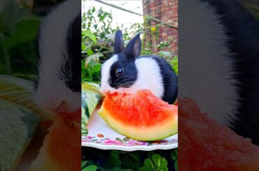 The cute bunny eating watermelon, and he achieved for that