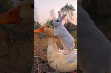 cute rabbit eating grass rinding on a duck #rabbit #duck #bunny #animals #trending #cute #shorts
