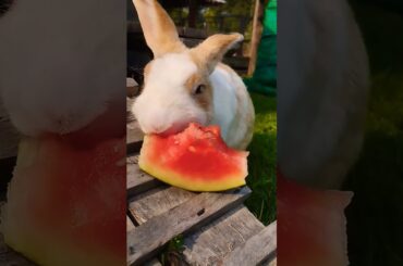 #cute #rabbit #animals #pets #cuteanimals #shortvideo #rabbitbreeds #pet #bunny #mycuterabbit