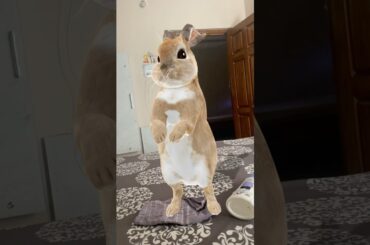 cute rabbit #hiphop #shorts #trending #video #shortsvideo