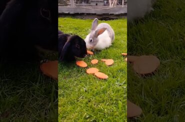 #rabbit #cute #bunny #pets #animals #shortvideo #rabbitbreeds #pet #mycuterabbit #animal