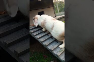 cute rabbit #cute #rabbit #animals #mouse #shortvideo #rabbitbreeds #pet #bunny #mycuterabbit