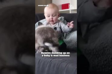 Bunnies Cuddle With Baby