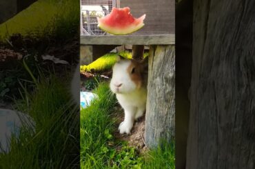 #bunny #rabbit #cute #pets #animals #shortvideo #rabbitbreeds #pet #mycuterabbit #animal