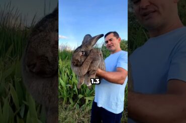 Flemish giant rabbit #animals #flemishgiantrabbit #shorts