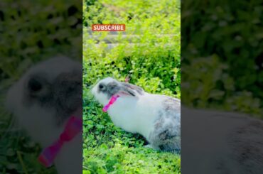 The Little Rabbit's Cute Pet Debut Plan #cute #rabbit #ytshorts