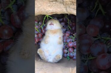 Cute Bunny Enjoys a Tasty Snack #shots