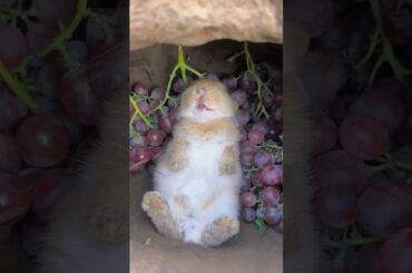 Rabbit Eating Grapes