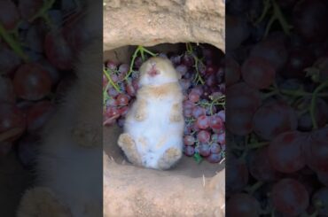 Watch This Cute Bunny Devour Snacks! #bunny #cuteanimals #feeding #rabbit