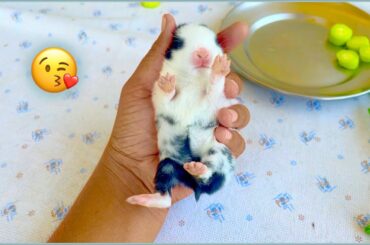 Adorable Baby Bunny and Mother Rabbit [ CUTE RABBITS VIDEOS ]