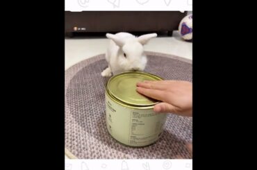 My Cute Bunny Playing With there  food boxes #rabbit #animals
