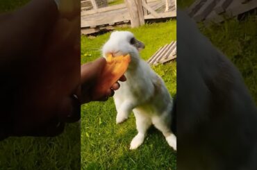 #cute #rabbit #animals #pets #cuteanimals #shortvideo #rabbitbreeds #pet #bunny #mycuterabbit