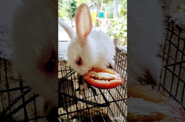 Cute baby Rabbit eating Tomato | #shorts #rabbit #rabbit #animalshorts