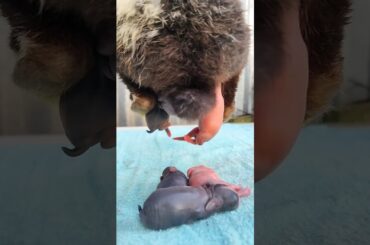 Cute rabbit baby newborn #rabbit #animals #shorts