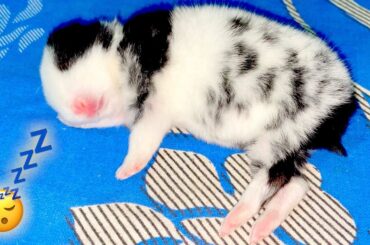 Cute Baby Rabbit Sleeping | Cute Baby Bunny Videos | Cutest Rabbits