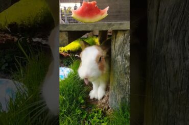 #rabbit #cute #bunny #pets #animals #rabbitbreeds #pet #shortvideo #mycuterabbit #animal
