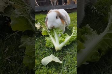 #rabbit #cute #animals #funny #cutebunny #shortvideo #rabbitbreeds #pet #bunny #mycuterabbit