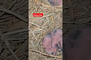rabbit new for babies video viral #shortviralvideo