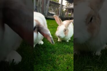 #rabbit #cute #bunny #sugarglider #pets #rabbitbreeds #pet #shortvideo #mycuterabbit #animal