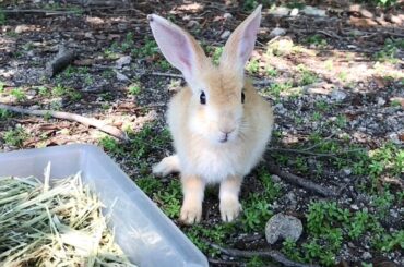 A cute baby rabbit stared at me!