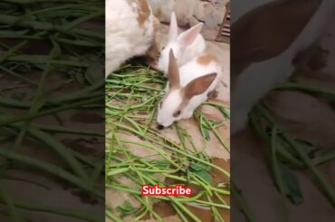 cute rabbit #viralvideo #shortvideo #animals