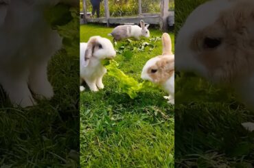 #bunny #ihavethisthingwithplants #rabbit #cute #pets #cutebunny #rabbitbreeds #pet #shortvideo
