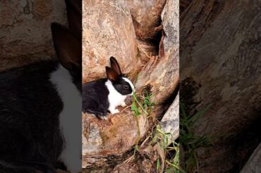 cute rabbit eating at the home side , #rabbit #bunny #khargosh