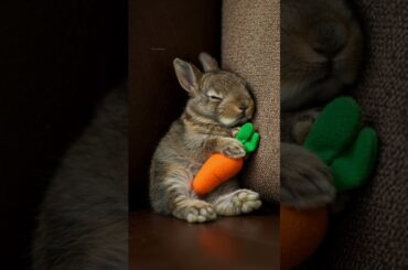 Cutest Baby Bunny Snuggles Up with a Toy Stuffed Carrot